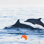 #064 Families Only - Oh Live By Home Holidays